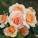 Саджанець троянди чайно-гібридної (садової) Світ Хані (Sweet Honey)(закритий корінь) 1606333350 фото 1