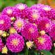 Жоржина Melody Pink Allegro 32110036 фото 1