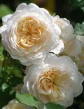 Английская роза Крокус Роуз (Crocus Rose) 1606333401 фото