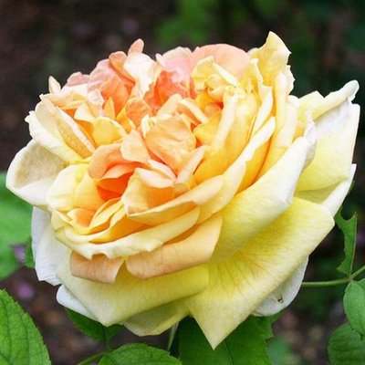 Саджанець троянди чайно-гібридної (садової) Солей Д'Ор (Soleil d'Or)(закритий корінь) 1606333351 фото