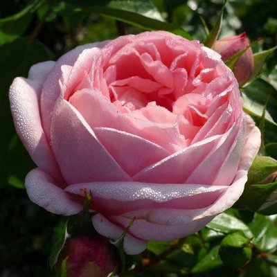 Саджанець троянди чайно-гібридної (садової) Вояж (закритий корінь) 0000000044 фото