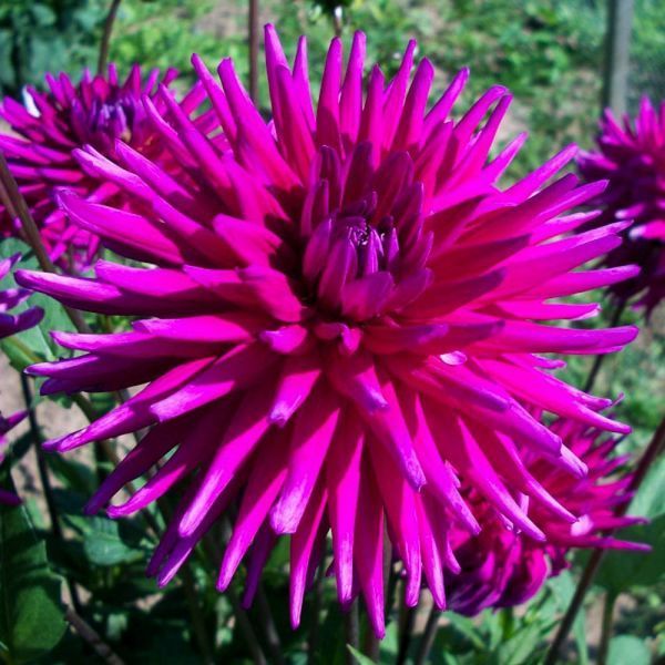Жоржина Purple Gem 32110048 фото