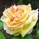 Саджанець троянди чайно-гібридної (садової) Солей Д'Ор (Soleil d'Or)(закритий корінь) 1606333351 фото 1