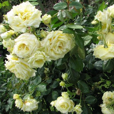 Саджанець троянди Тантау Elfe (Ельф)(закритий корінь) 1606333606 фото