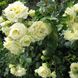 Саджанець троянди Тантау Elfe (Ельф)(закритий корінь) 1606333606 фото 1