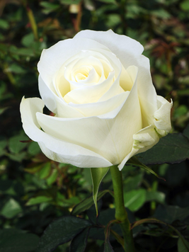 Троянда &laquo;Прауд&raquo; (Rose Proud) 1200068 фото