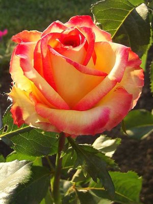 Саджанець троянди чайно-гібридної (садової) Амбіанс (закритий корінь) 0000000046 фото