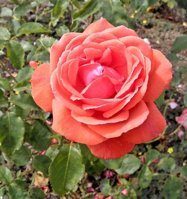 Саджанець троянди Тантау Fragrant Cloud (Запашна хмара)(закритий корінь) 1606333607 фото