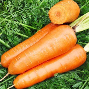 Семена Моркови Королева осени (3г), For Hobby, TM GL Seeds 600045 фото