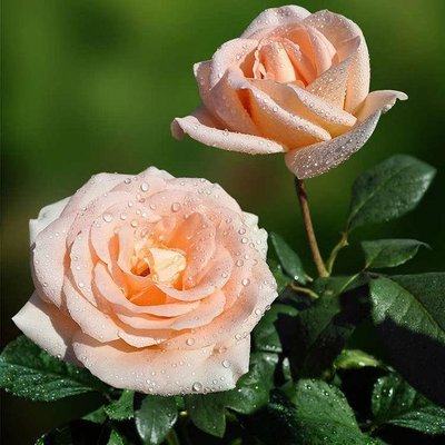Саджанець троянди чайно-гібридної (садової) Талея (Talea)(закритий корінь) 1606333354 фото