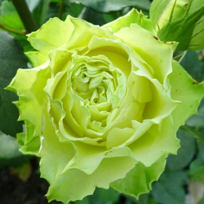 Саджанець троянди чайно-гібридної (садової) Грін (закритий корінь) 0000000047 фото