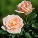 Саджанець троянди чайно-гібридної (садової) Талея (Talea)(закритий корінь) 1606333354 фото 1
