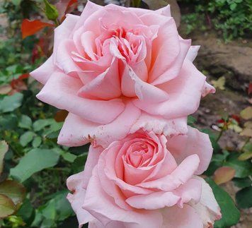 Троянда Пінк О&rsquo;Хара (Pink O&rsquo;Hara) 00241 фото