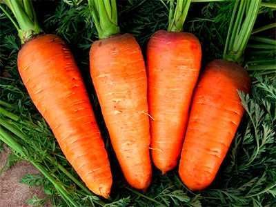 Насіння Моркви Дитяча (20г), Professional, TM GL Seeds 600023