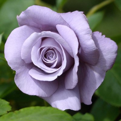 Саджанець троянди чайно-гібридної (садової) Шарль де голль (закритий корінь) 0000000053 фото