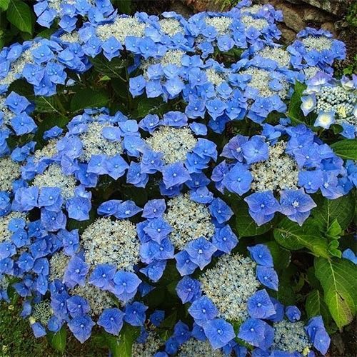 Гортензія великолиста "Blaumeise" (однорічна в горщику) 00089877 фото