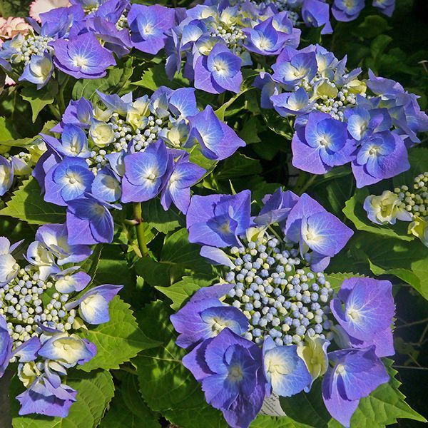 Гортензія великолиста "Blaumeise" (однорічна в горщику) 00089877 фото