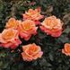 Саджанець троянди Поульсен Mama Mia (Мама Мія)(закритий корінь) 1606333664 фото 1