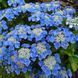 Гортензія великолиста "Blaumeise" (однорічна в горщику) 00089877 фото 4