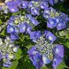 Гортензія великолиста "Blaumeise" (однорічна в горщику) 00089877 фото 3
