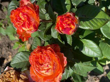 Роза Вулканика (Rosa Vulkanika) 1000091 фото