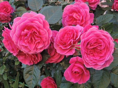 Саджанець троянди Поульсен Lea Renaissance (Леа Ренесанс)(закритий корінь) 1606333659 фото