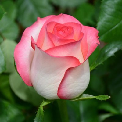 Саджанець троянди чайно-гібридної (садової) Джумілія (закритий корінь) 0000000048 фото