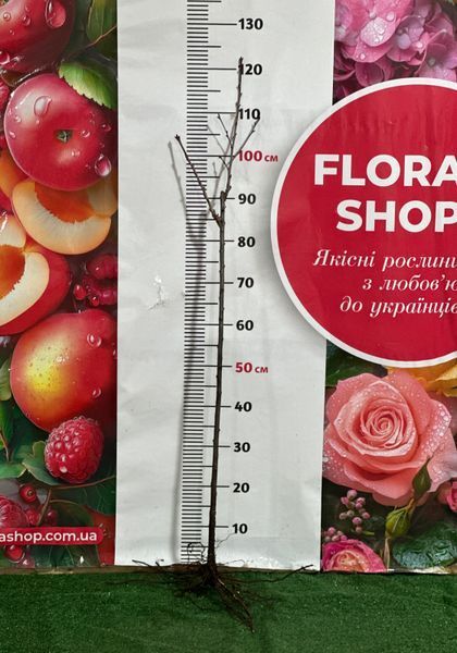 Вишня дерево-сад &laquo;Дрогана Жовта + Ерді Бетермо&raquo; 0001475 фото