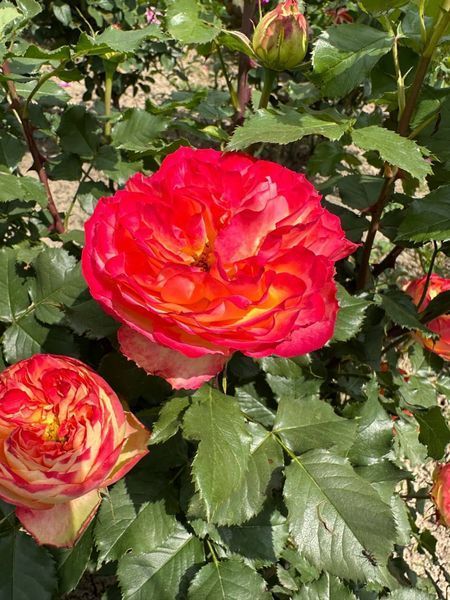 Троянда Вулканіка (Rosa Vulkanika) 1000091 фото