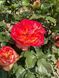 Троянда Вулканіка (Rosa Vulkanika) 1000091 фото 3