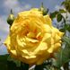 Саджанець троянди Тантау Goldstern (Голдстерн)(закритий корінь) 1606333609 фото 1