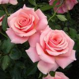 Троянда Прісцила (Rosa Priscilla) 1000094 фото