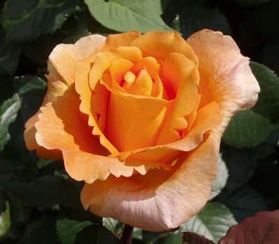 Саджанець троянди чайно-гібридної (садової) Луі де фюнес (закритий корінь) 0000000054 фото