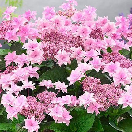 Гортензія великолиста "Doppio Rosa" (однорічна в горщику) 0090799 фото
