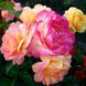 Саджанець троянди Тантау Lampion (Лампіон)(закритий корінь) 1606333615 фото 1