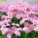 Гортензія великолиста "Doppio Rosa" (однорічна в горщику) 0090799 фото 3