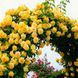 Троянда плетиста &laquo;Голден Шауерс&raquo; (Golden Showers) 088005 фото 1