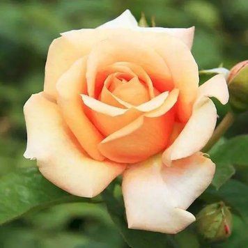 Роза Примавера (Rosa Primavera) 10000107 фото