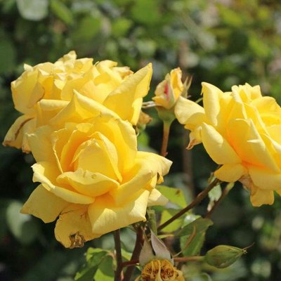 Саджанець троянди Тантау Landora (Ландора)(закритий корінь) 1606333616 фото