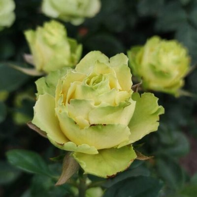 Саджанець троянди чайно-гібридної (садової) Лімбо (закритий корінь) 0000000055 фото
