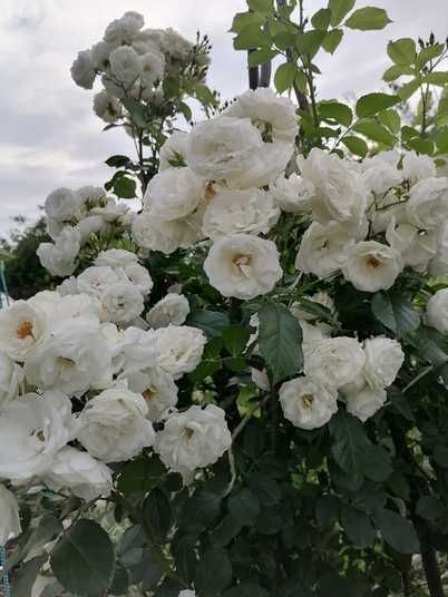 Роза флорибунда 