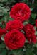 Саджанець троянди Поульсен Nadia Renaissance (Надя Ренесанс)(закритий корінь) 1606333666 фото 1