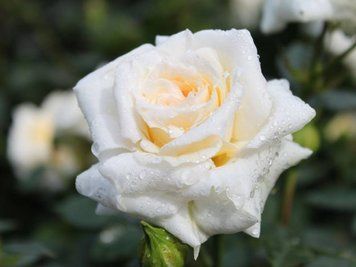 Роза Хинимилк (Rosa Hini Milk) 1000097 фото