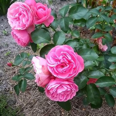 Саджанець троянди Тантау Lawinia (Лавiнія)(закритий корінь) 1606333617 фото