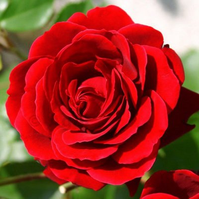Саджанець троянди Поульсен Naheglut (Нагеглют)(закритий корінь) 1606333667 фото