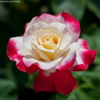 Саджанець троянди чайно-гібридної (садової) Дабл Делайт (закритий корінь) 0000000057 фото