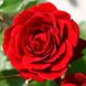 Саджанець троянди Поульсен Naheglut (Нагеглют)(закритий корінь) 1606333667 фото 1
