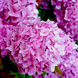 Гортензія великолиста "Silky Pink" (однорічна в горщику) 00008787 фото 1