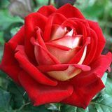 Роза Люксор (Rosa Luxor) 1000099 фото