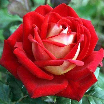 Роза Люксор (Rosa Luxor) 1000099 фото